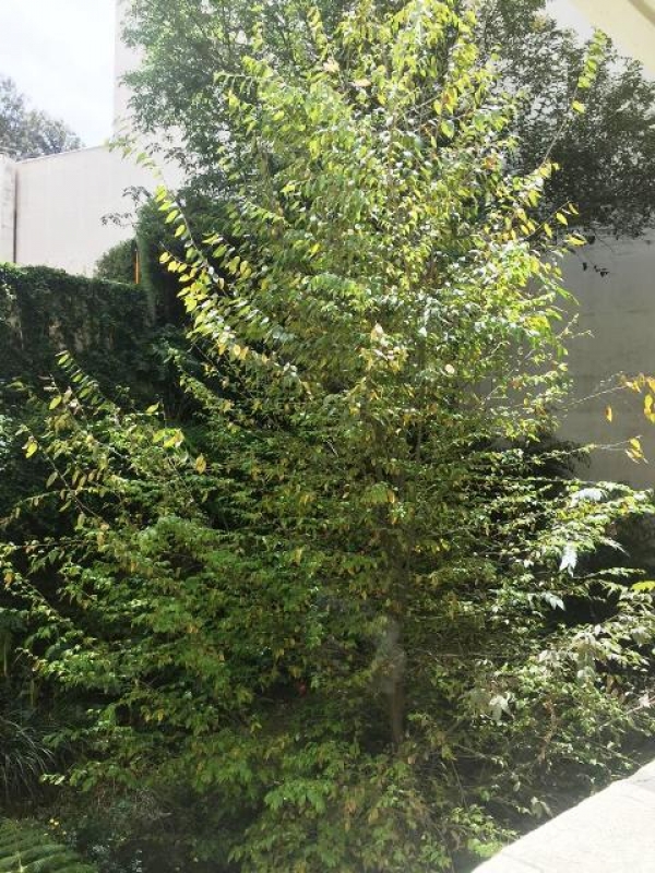 MIL CUMBRES (Calle Cerrada), Espectacular Planta Jardín en Venta