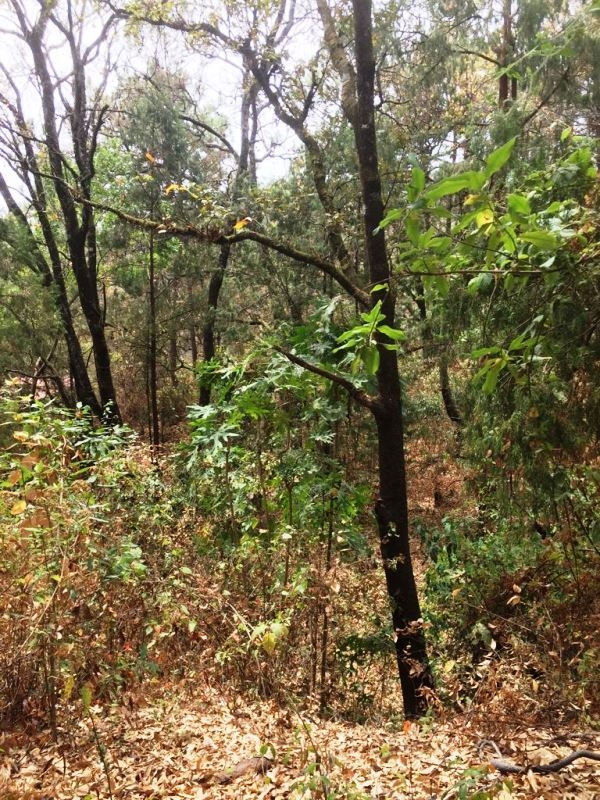 CERRADA CAMINO A CHALMA, Col. Fracc del Bosque, Terreno en Venta