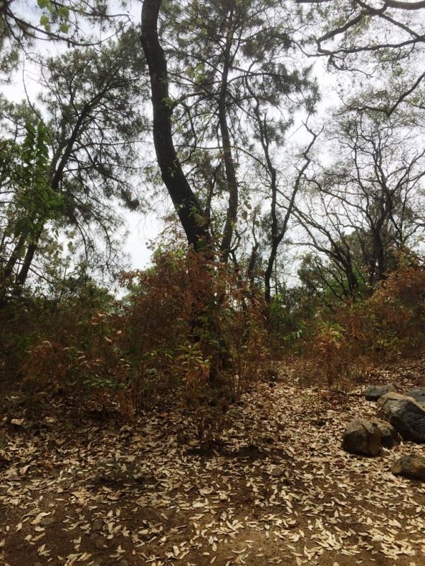 CERRADA CAMINO A CHALMA, Col. Fracc del Bosque, Terreno en Venta