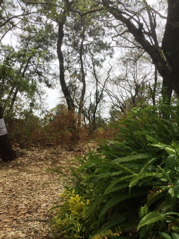 CERRADA CAMINO A CHALMA, Col. Fracc del Bosque, Terreno en Venta