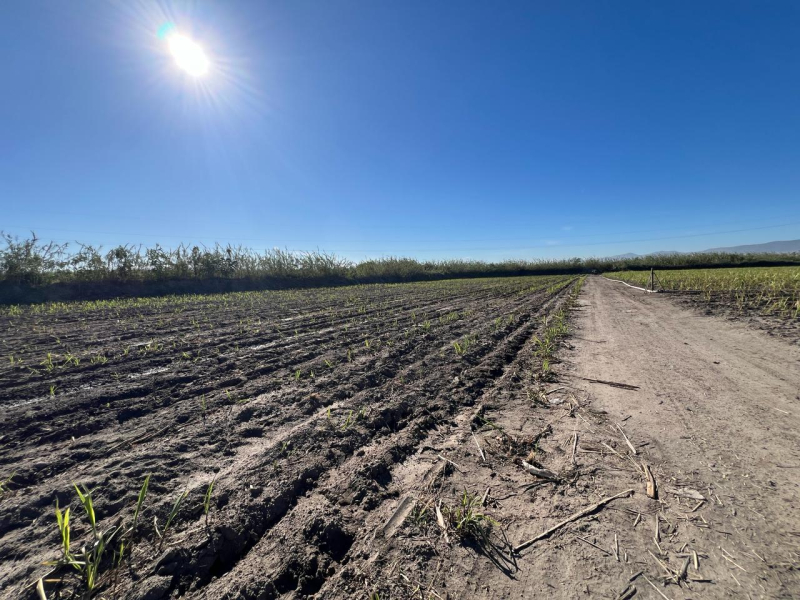 Se Vende Increible Terreno En Tala Con Acceso Por Carretera Perfecto Para Proyecto Industrial