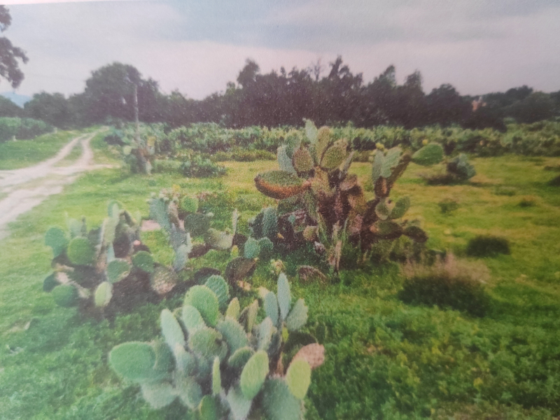 Terreno En Venta En San Antonio De Las Palmas 
