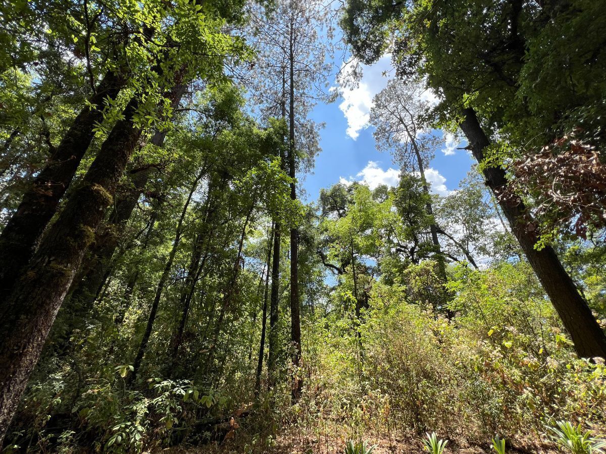 Terreno Rancho San Simón