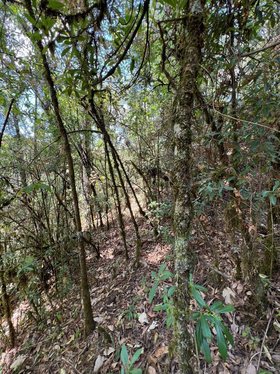 Terreno Rancho San Simón