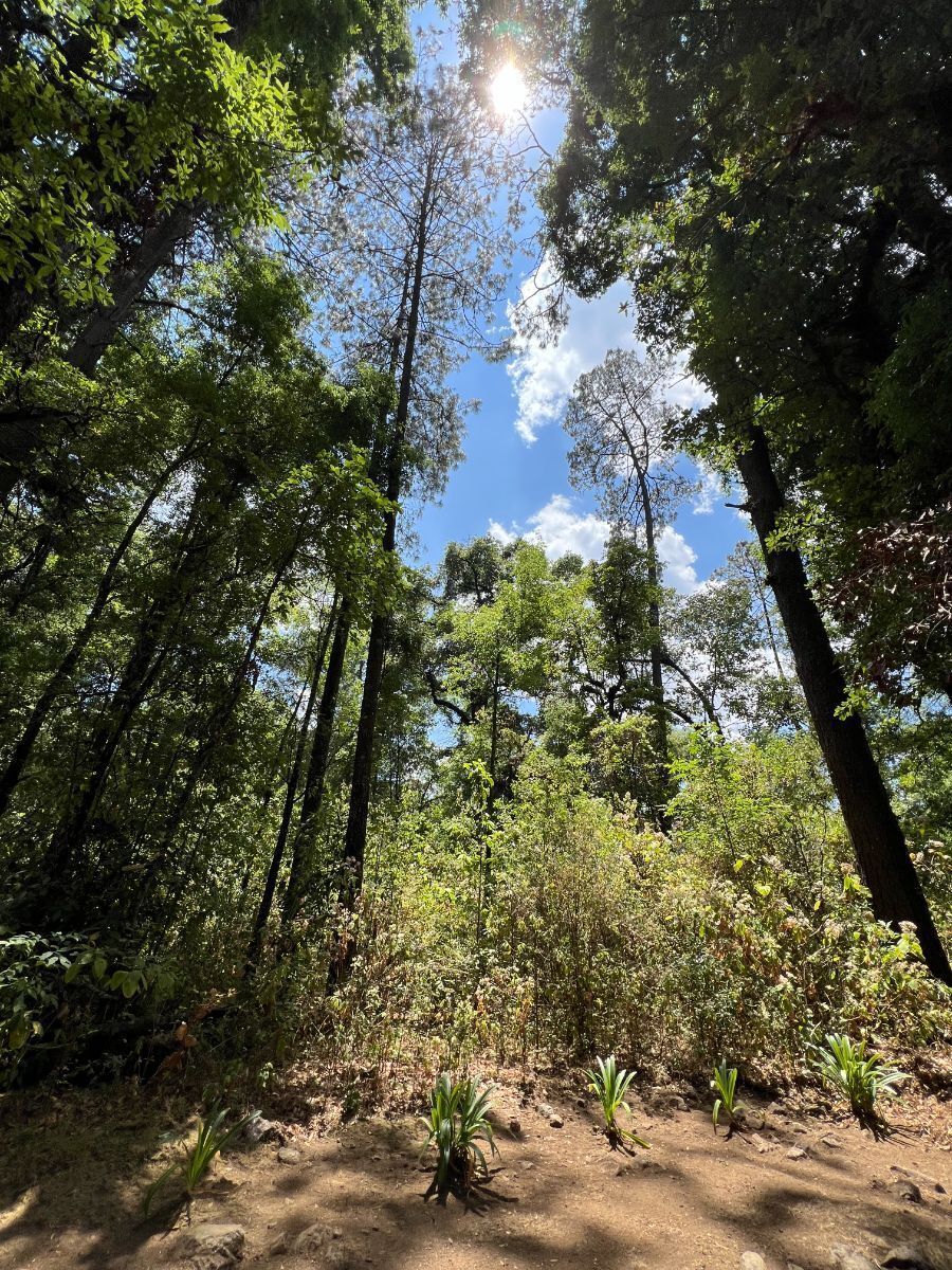 Terreno Rancho San Simón