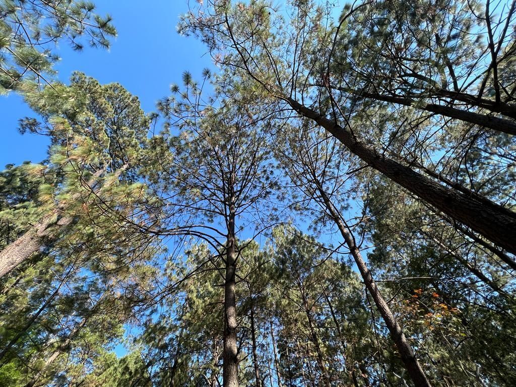 Terreno Boscoso en Cerro Gordo , Valle de Bravo