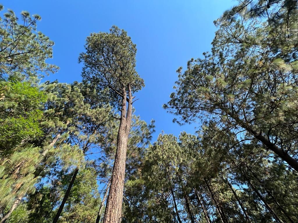 Terreno Boscoso en Cerro Gordo , Valle de Bravo