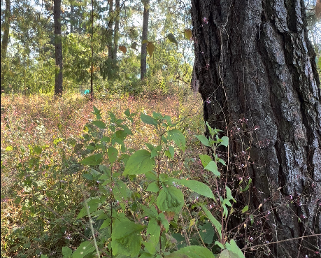 Bosquecito Privado en Cerro Gordo