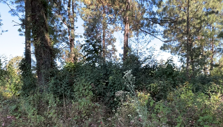 Bosquecito Privado en Cerro Gordo