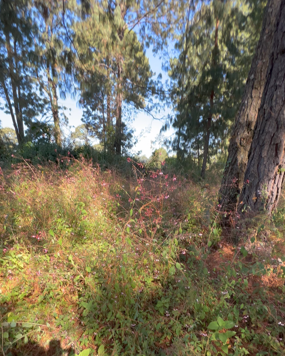 Bosquecito Privado en Cerro Gordo