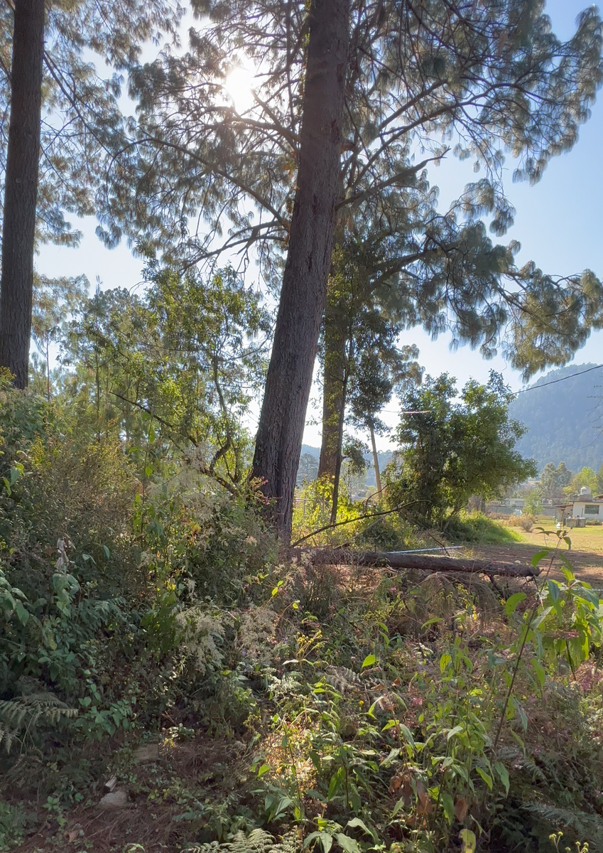 Bosquecito Privado en Cerro Gordo