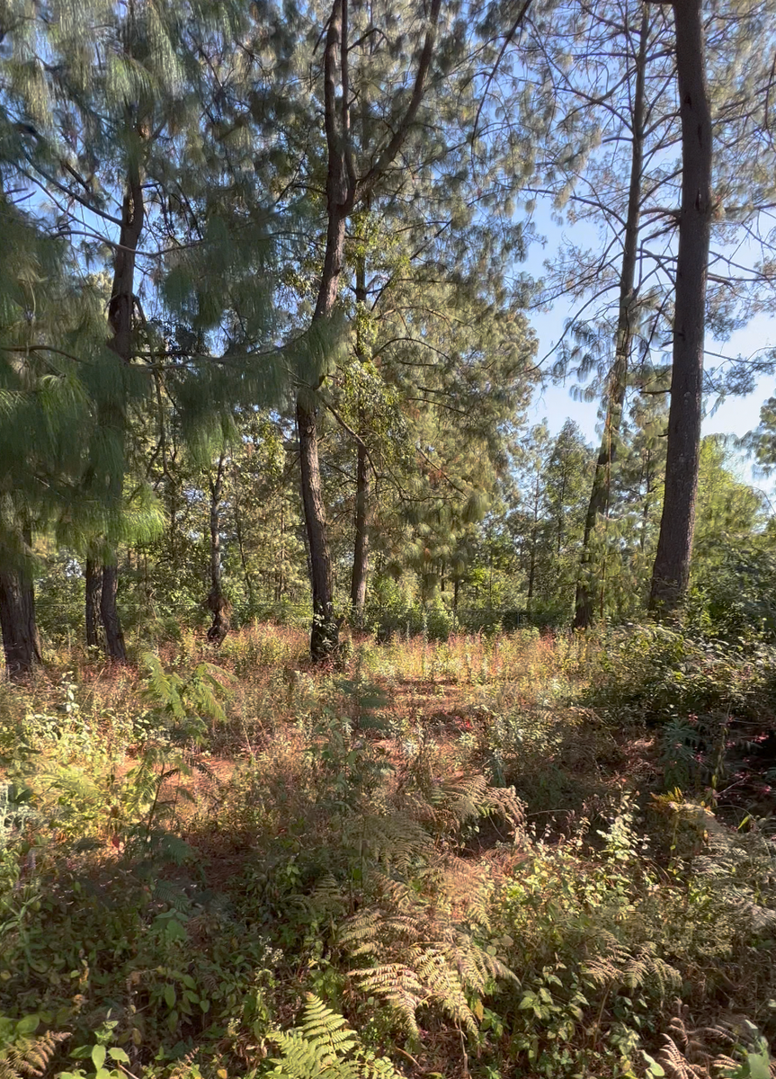 Bosquecito Privado en Cerro Gordo
