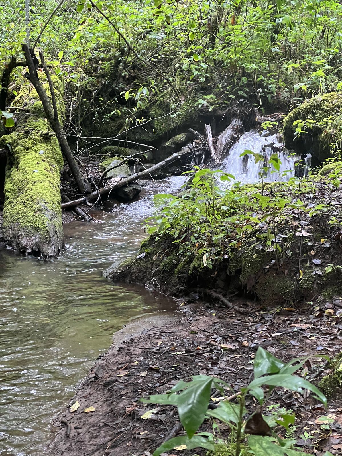 Bosque Privado en Cerro Gordo