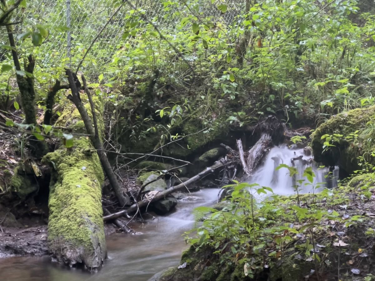 Bosque Privado en Cerro Gordo