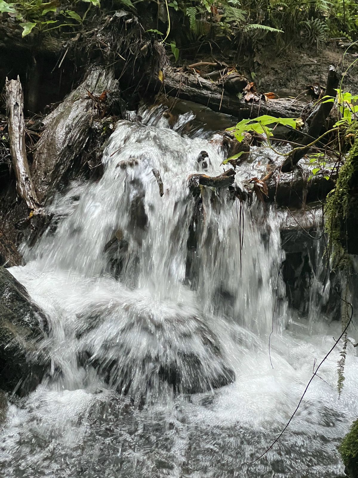 Bosque Privado en Cerro Gordo