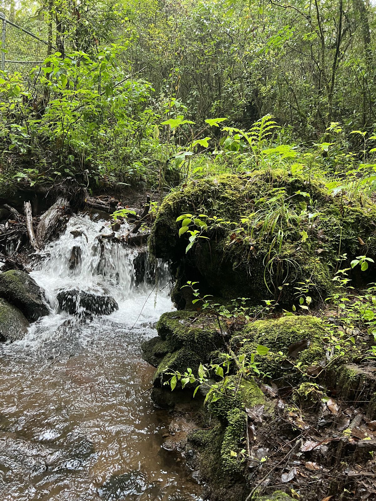 Bosque Privado en Cerro Gordo