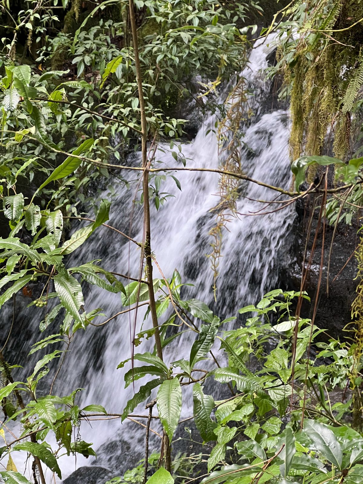 Bosque Privado en Cerro Gordo