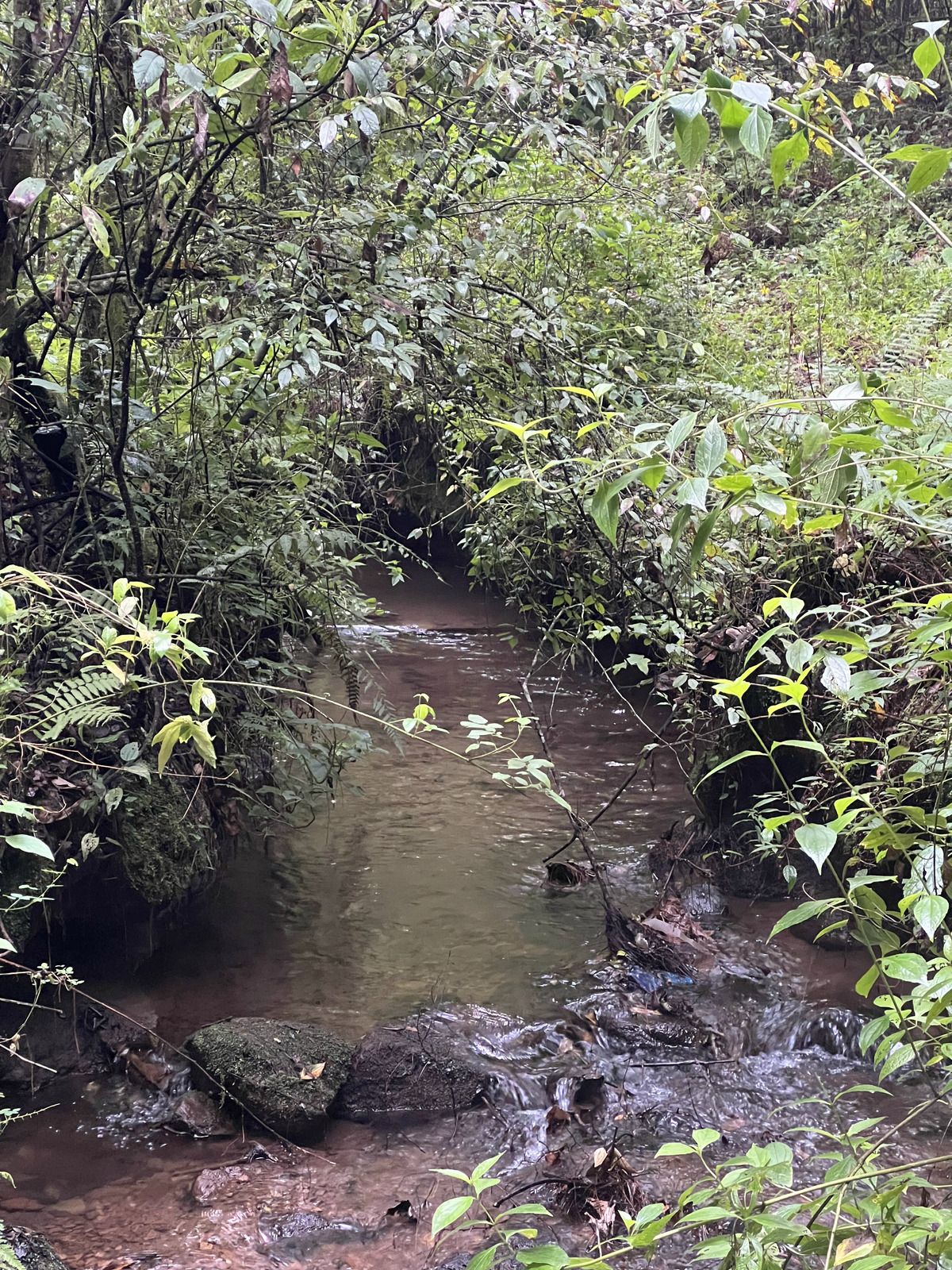 Bosque Privado en Cerro Gordo