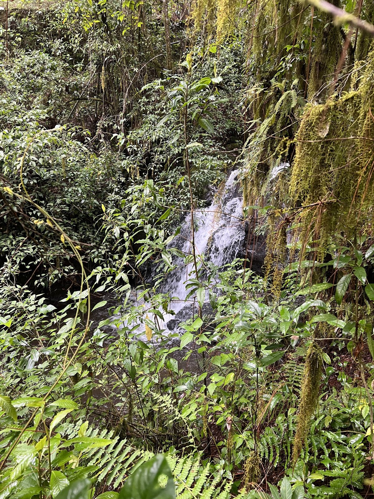 Bosque Privado en Cerro Gordo