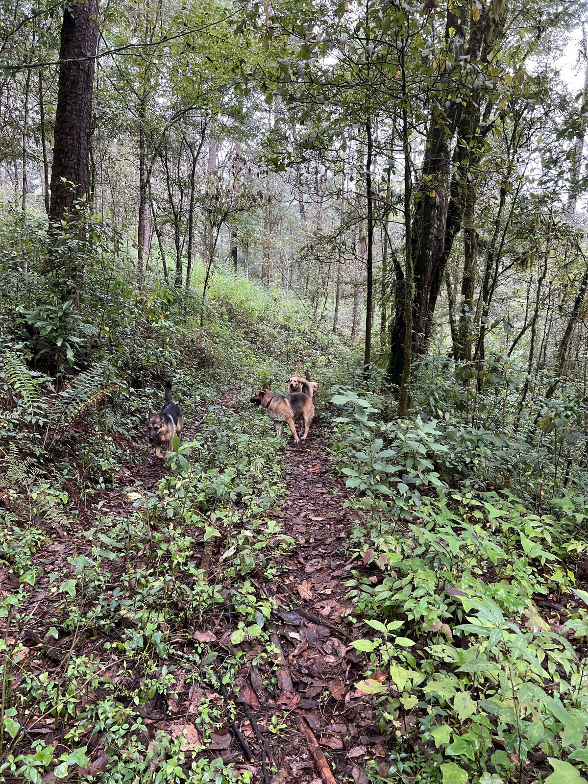 Bosque Privado en Cerro Gordo