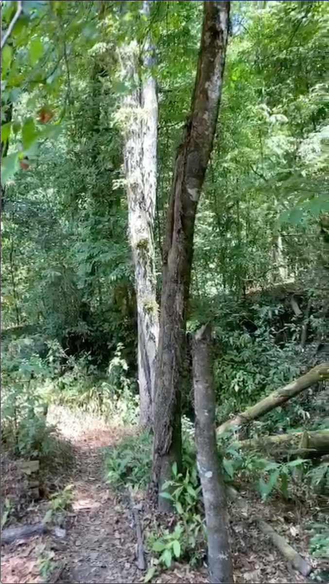 Bosque Privado en Cerro Gordo