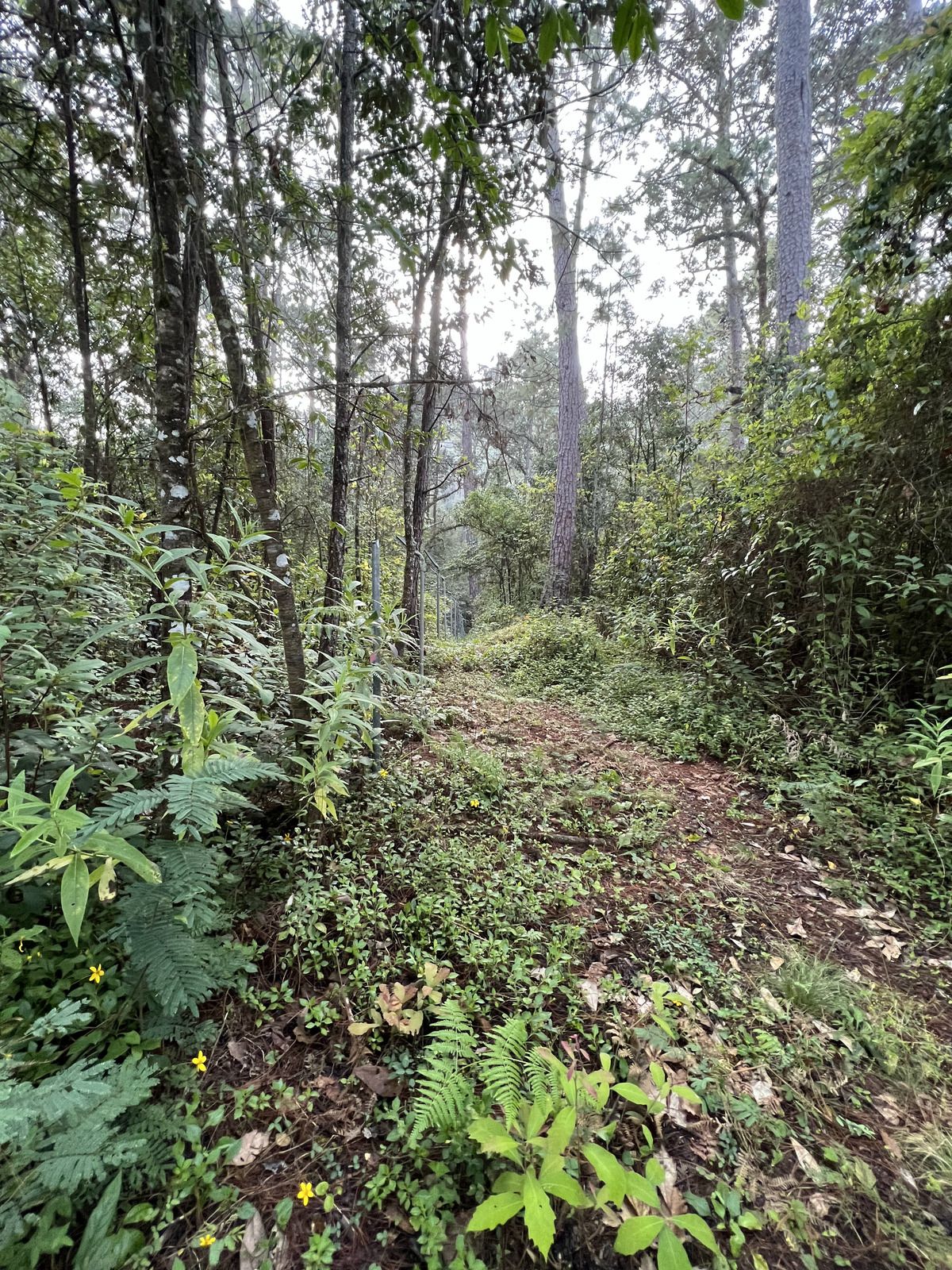 Bosque Privado en Cerro Gordo