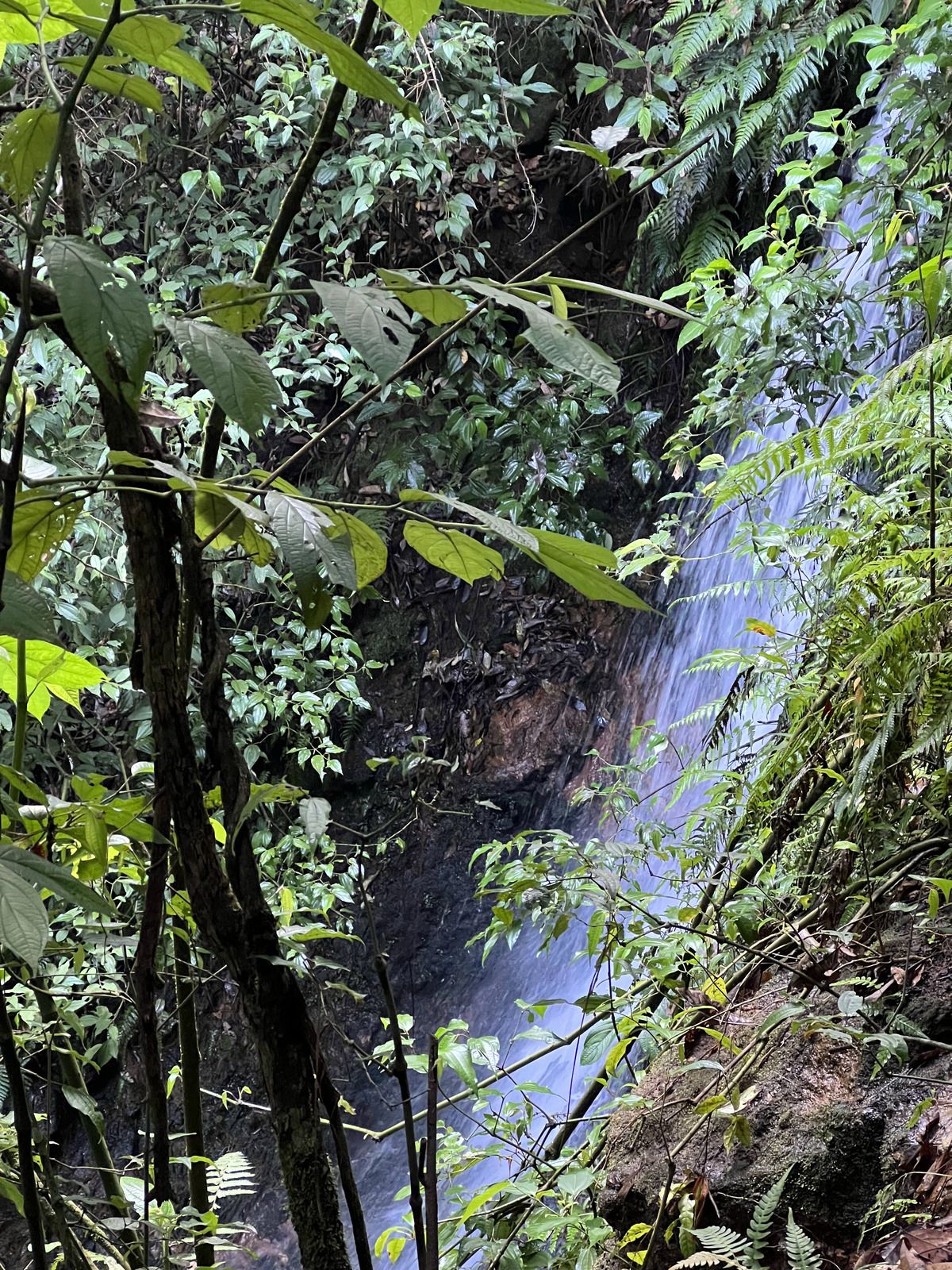 Bosque Privado en Cerro Gordo