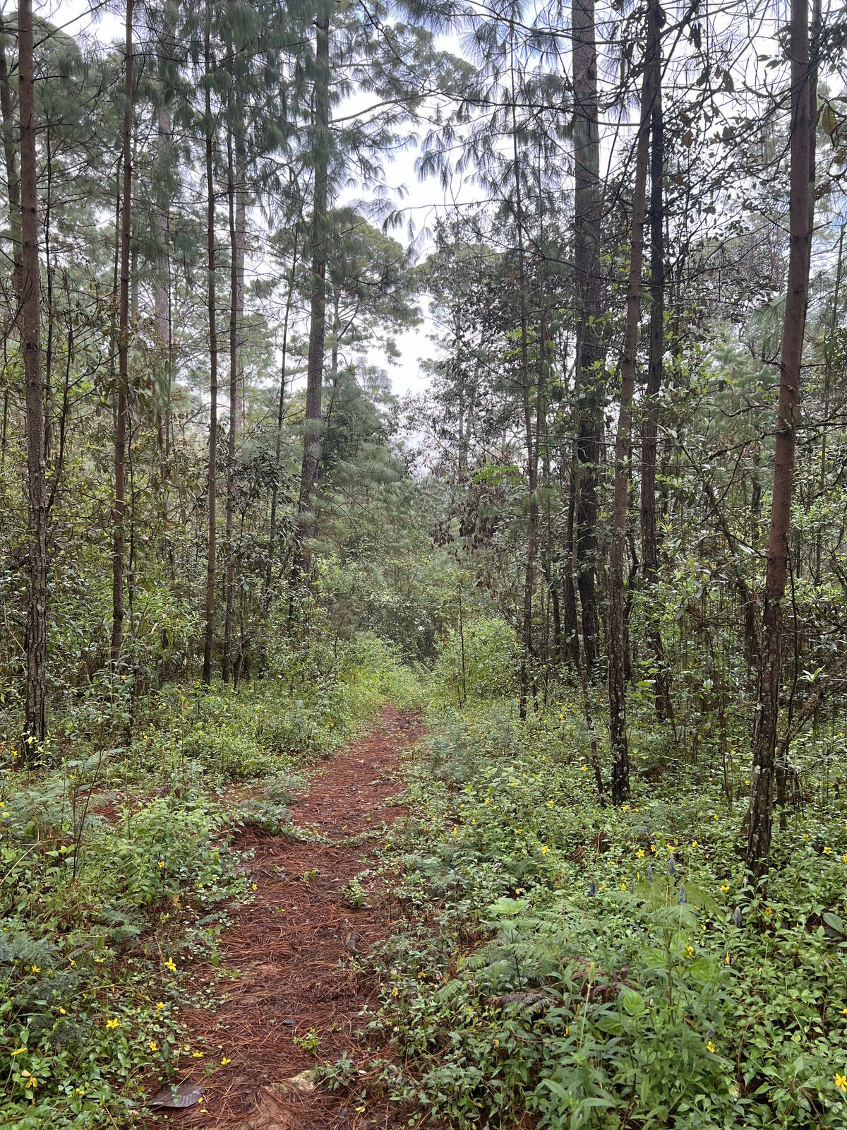 Bosque Privado en Cerro Gordo