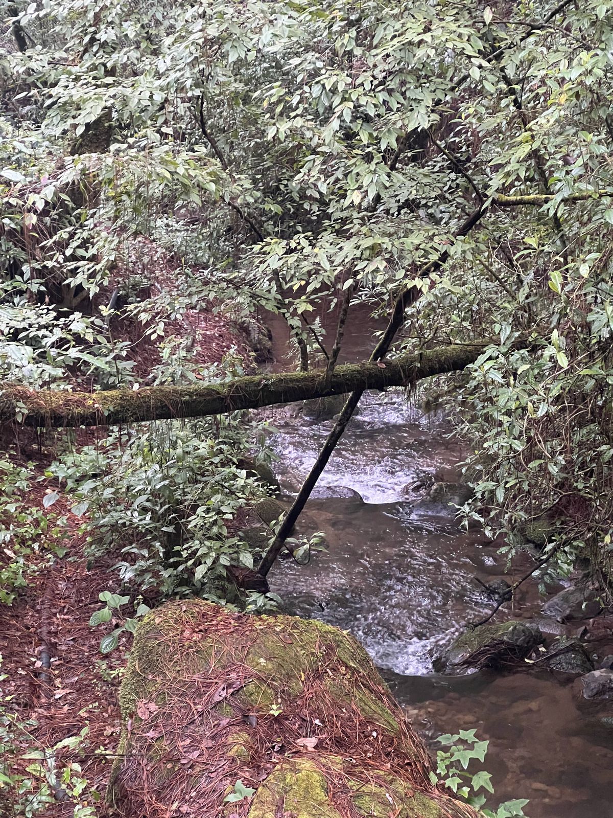 Bosque Privado en Cerro Gordo