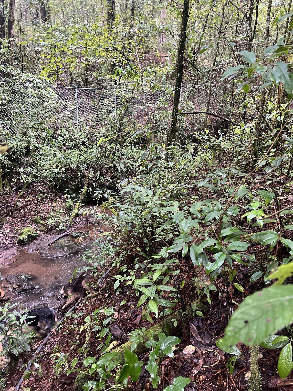 Bosque Privado en Cerro Gordo