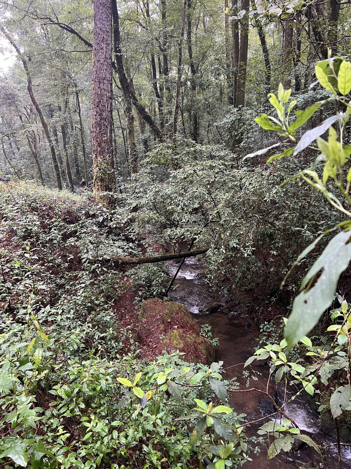 Bosque Privado en Cerro Gordo