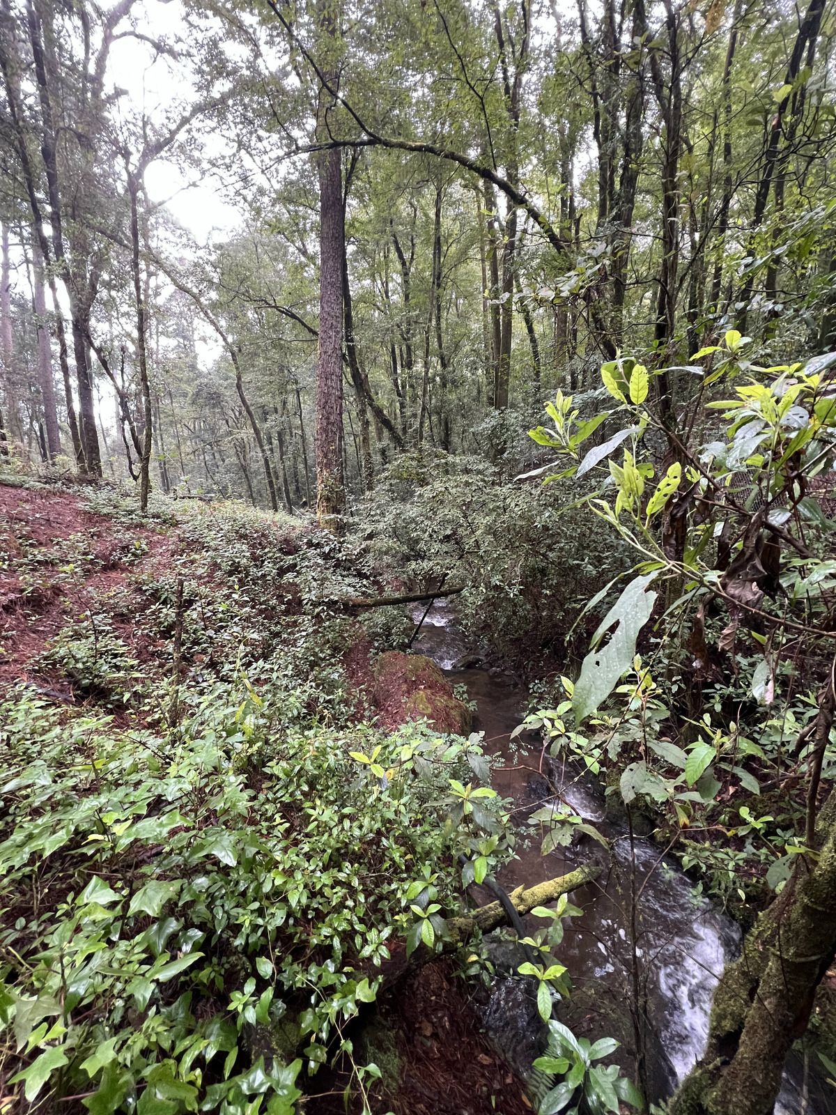 Bosque Privado en Cerro Gordo