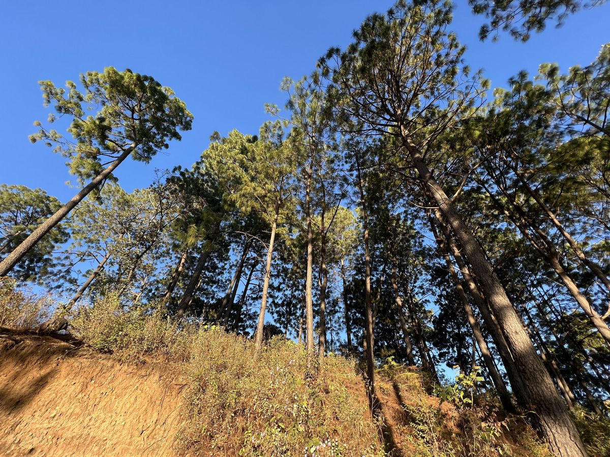 Top of the Hill Cerro Gordo