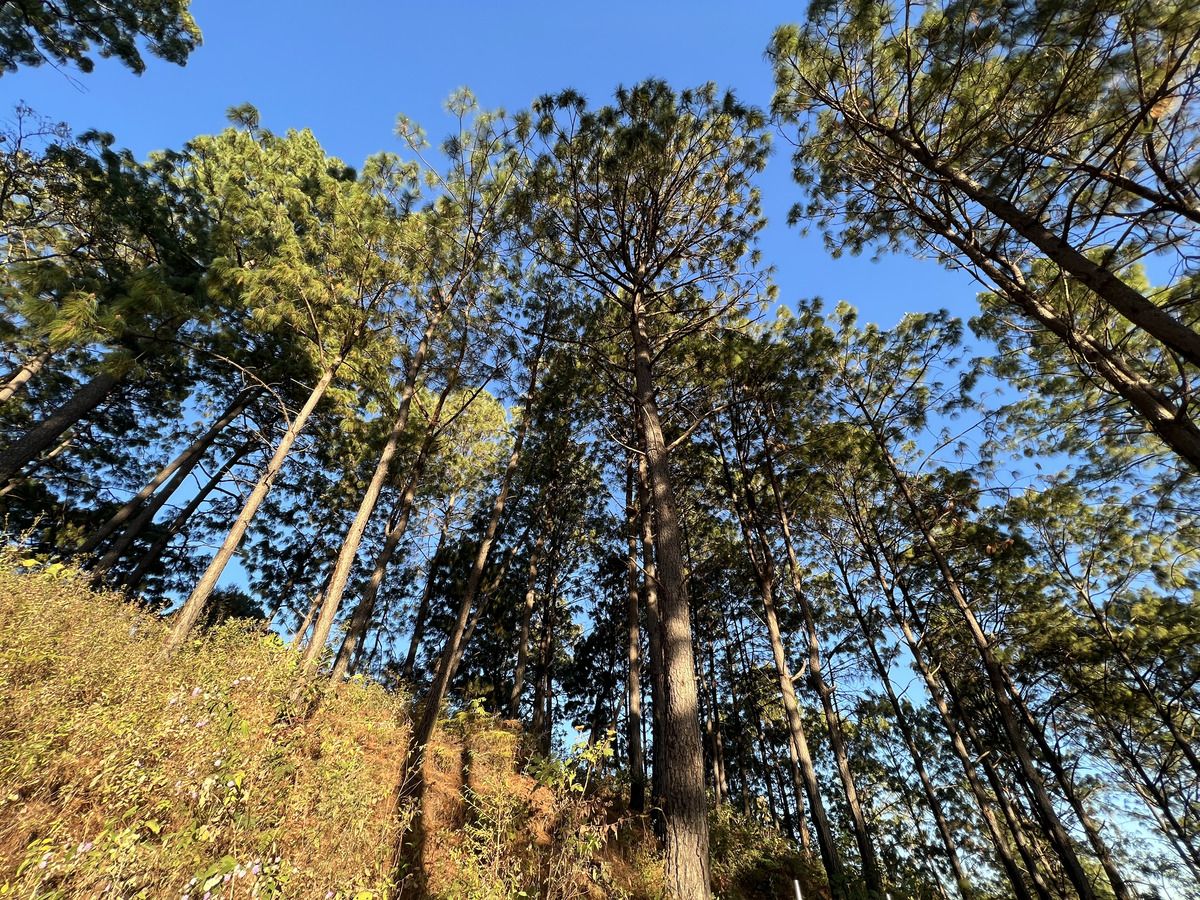 Top of the Hill Cerro Gordo