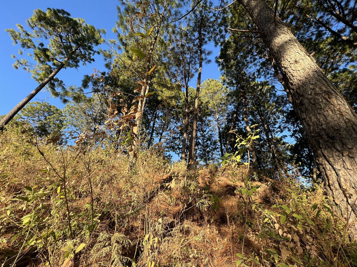 Top of the Hill Cerro Gordo