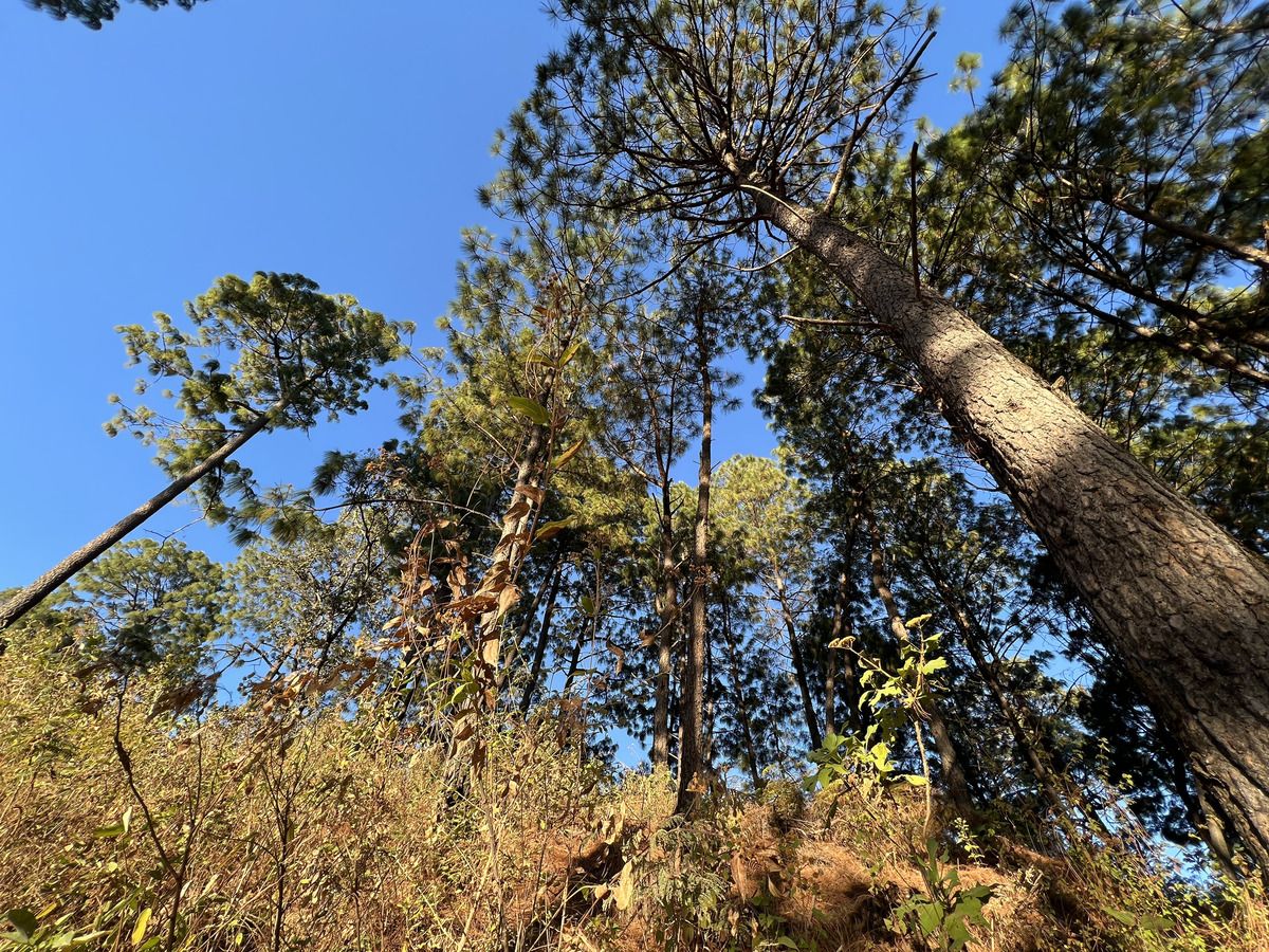Top of the Hill Cerro Gordo