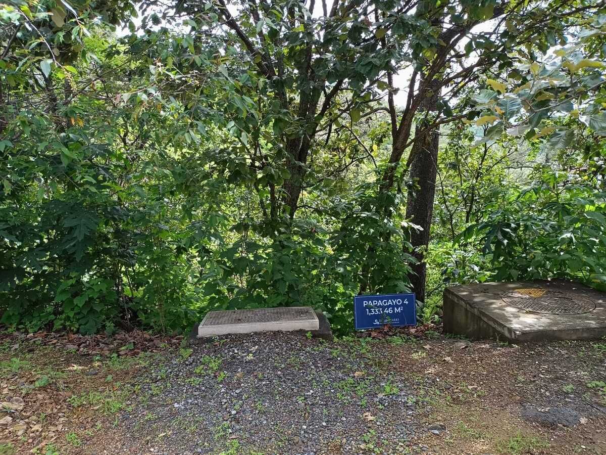 Papagayo 4