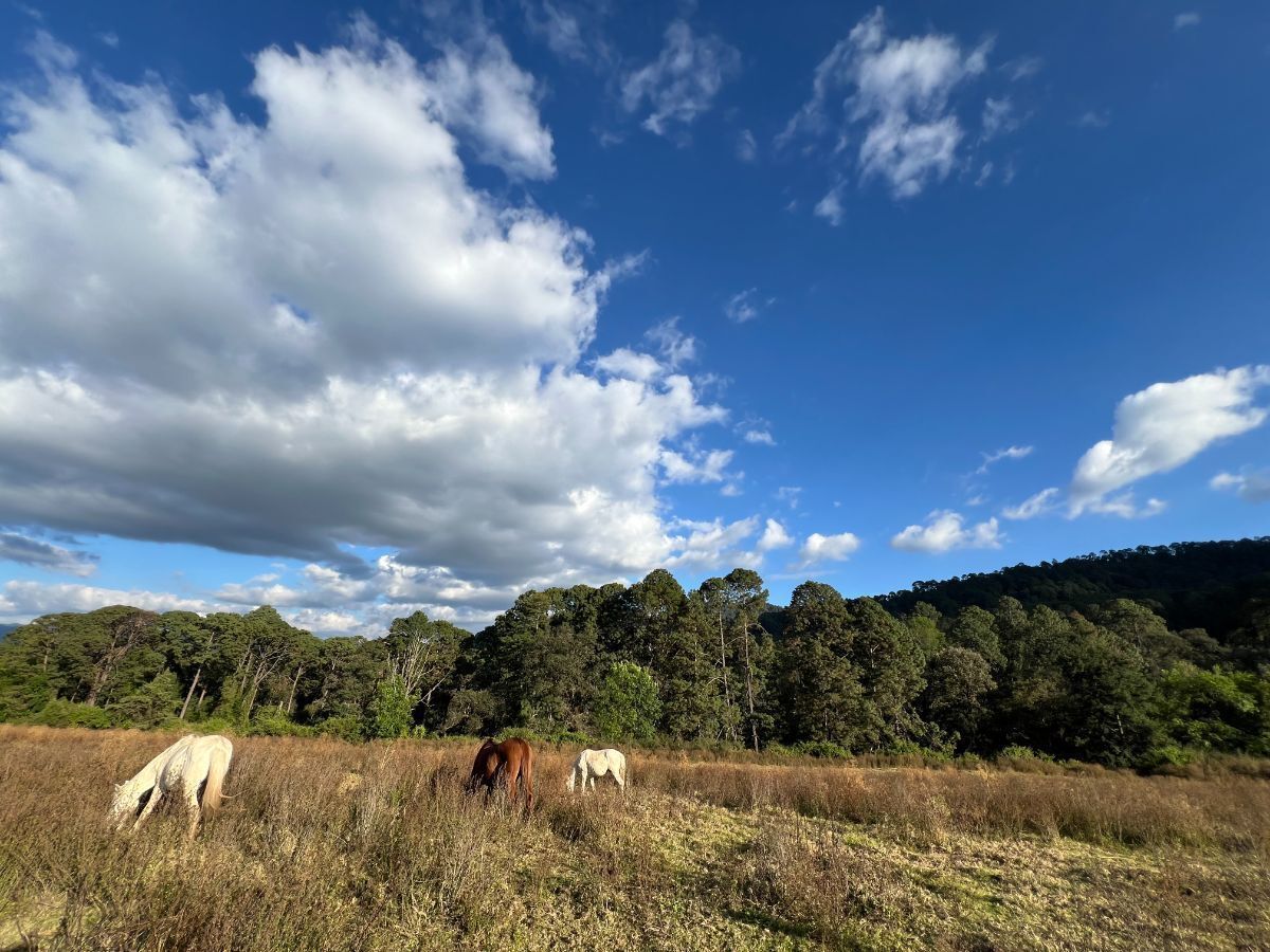 Terreno 6 ha Cerro Gordo