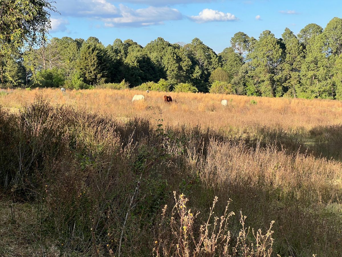 Terreno 6 ha Cerro Gordo