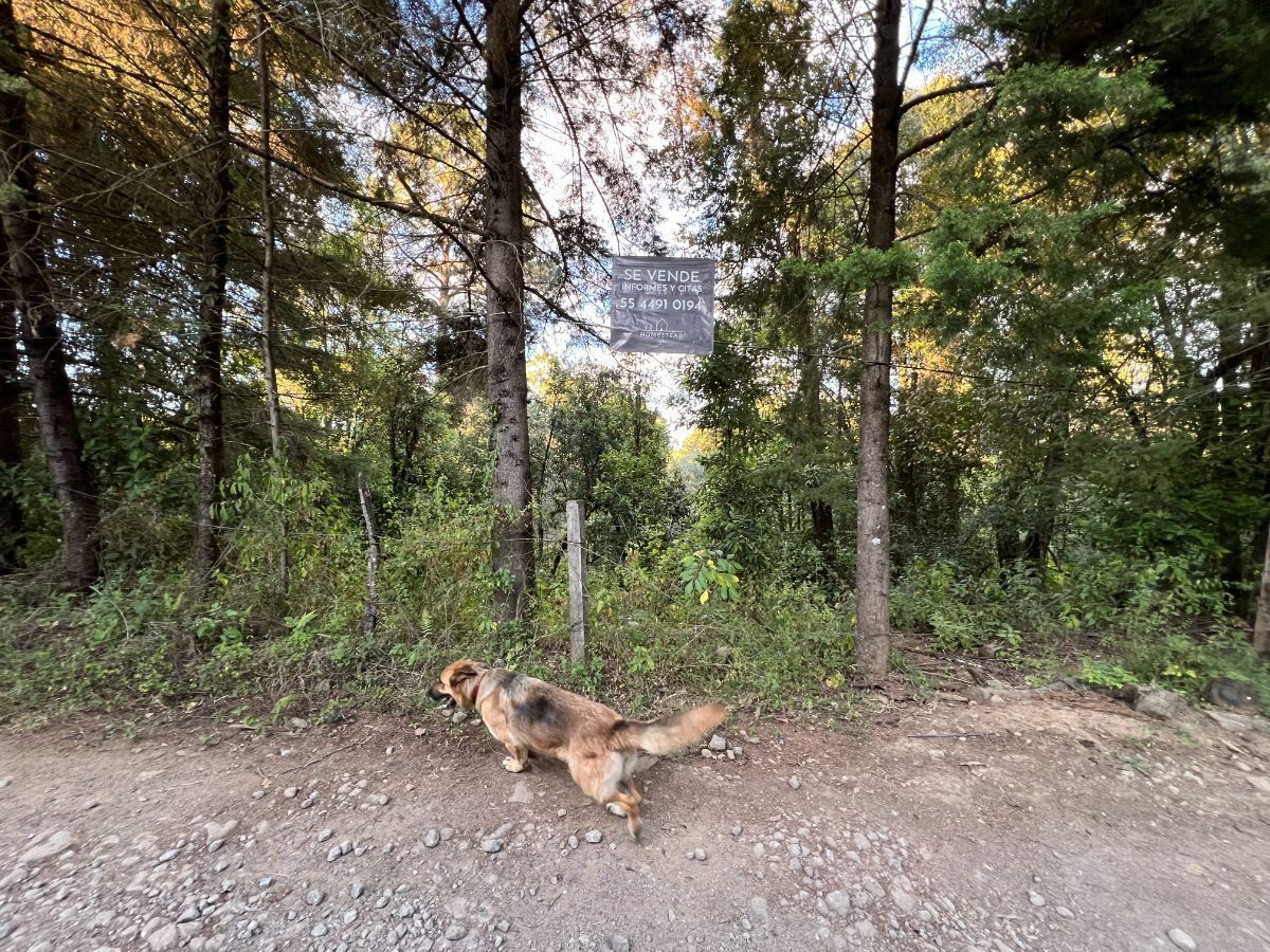 Terreno 6 ha Cerro Gordo