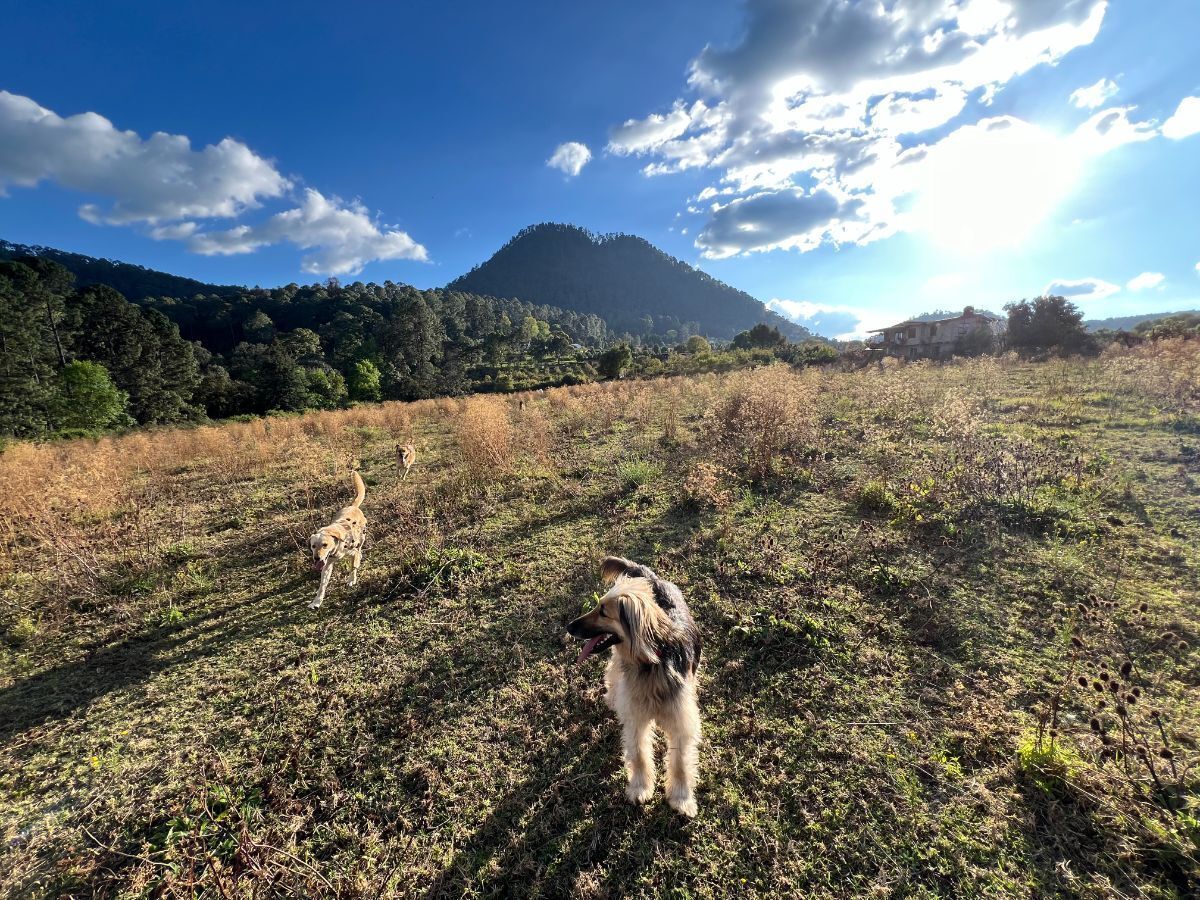 Terreno 6 ha Cerro Gordo