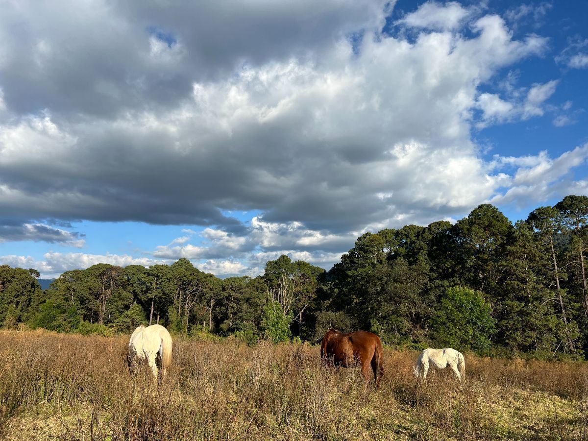 Terreno 6 ha Cerro Gordo