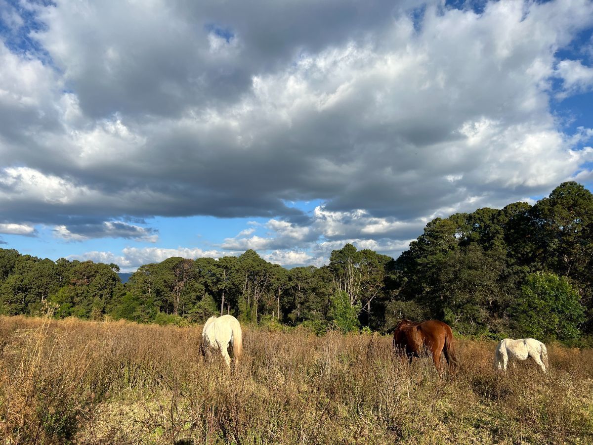 Terreno 6 ha Cerro Gordo