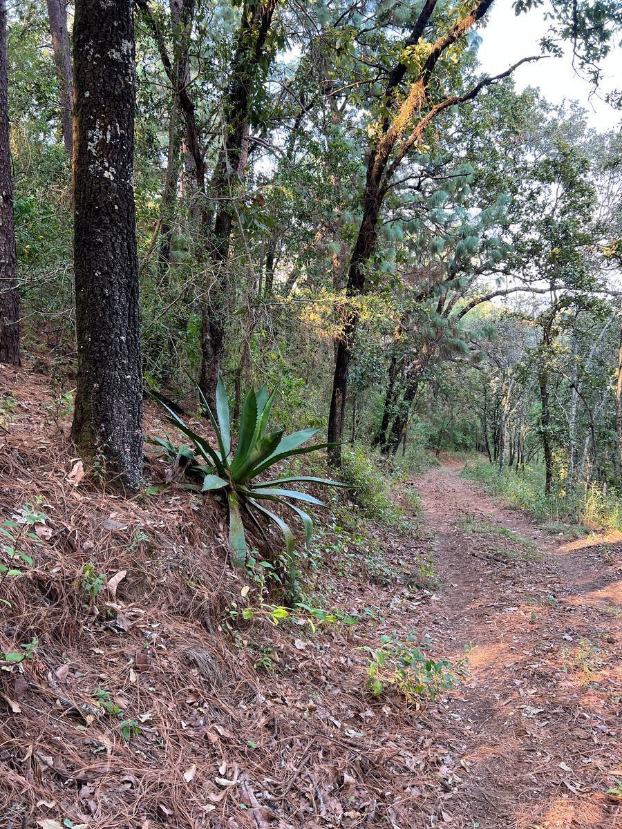 Terreno de 29 Hectáreas en San Juan Atezcapan