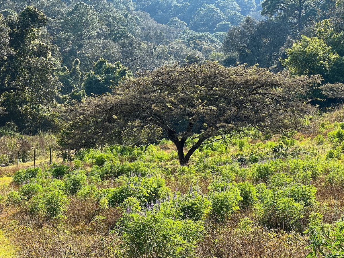 Terreno de 29 Hectáreas en San Juan Atezcapan