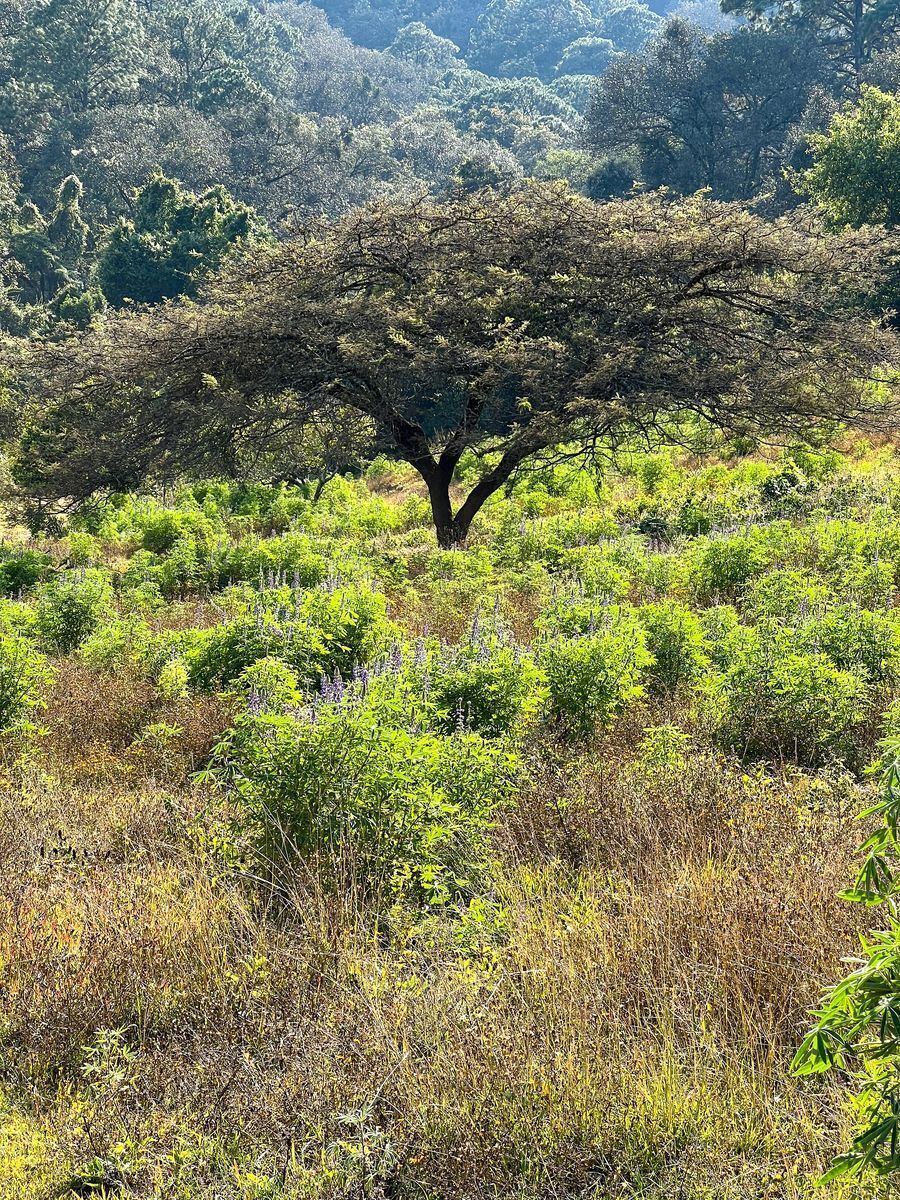 Terreno de 29 Hectáreas en San Juan Atezcapan