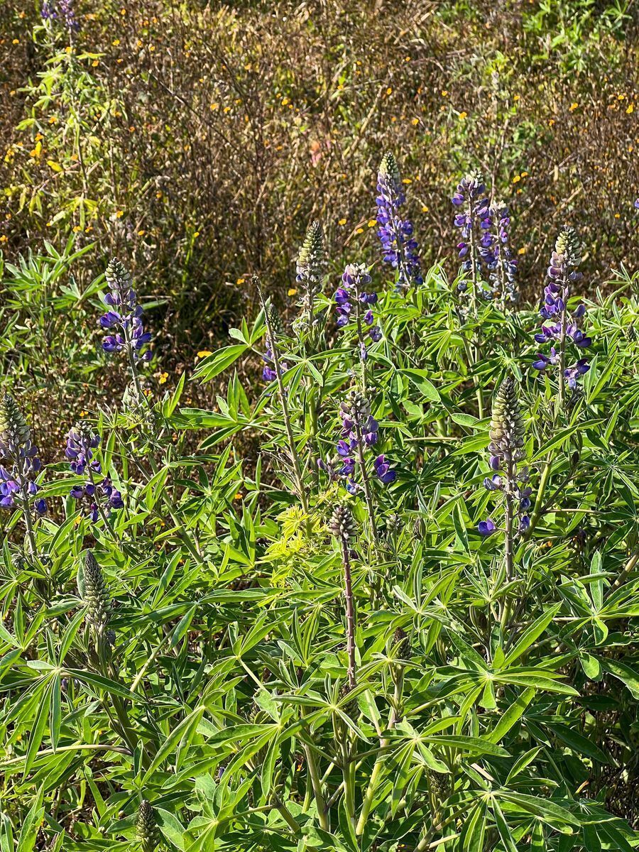 Terreno de 29 Hectáreas en San Juan Atezcapan