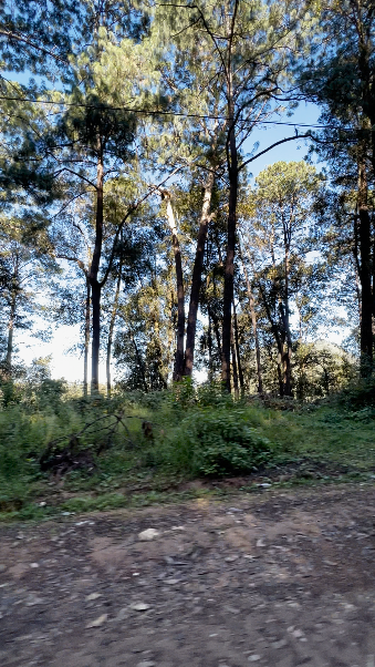 Terreno con Apantle en Cerro Gordo