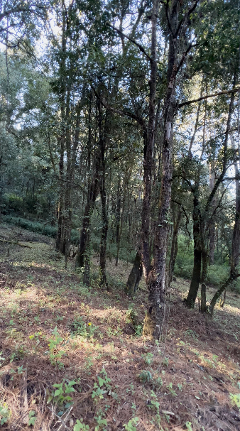 Terreno con Apantle en Cerro Gordo