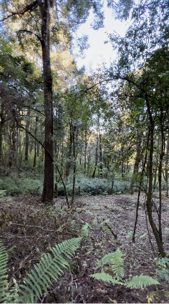 Terreno con Apantle en Cerro Gordo